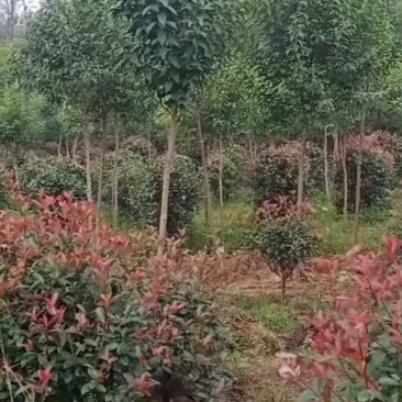 绿化苗木大量供应，处理大叶女贞。