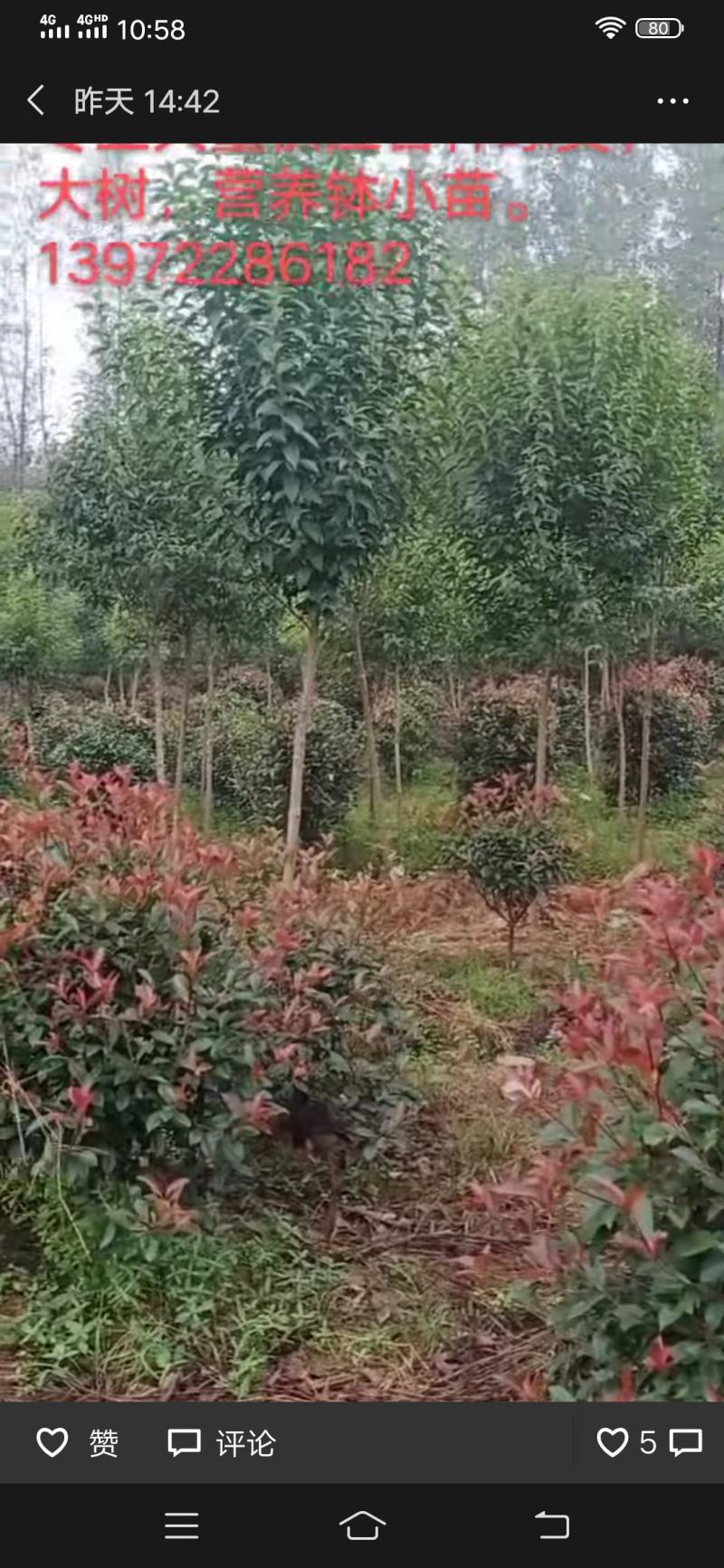 绿化苗木大量供应，处理大叶女贞。
