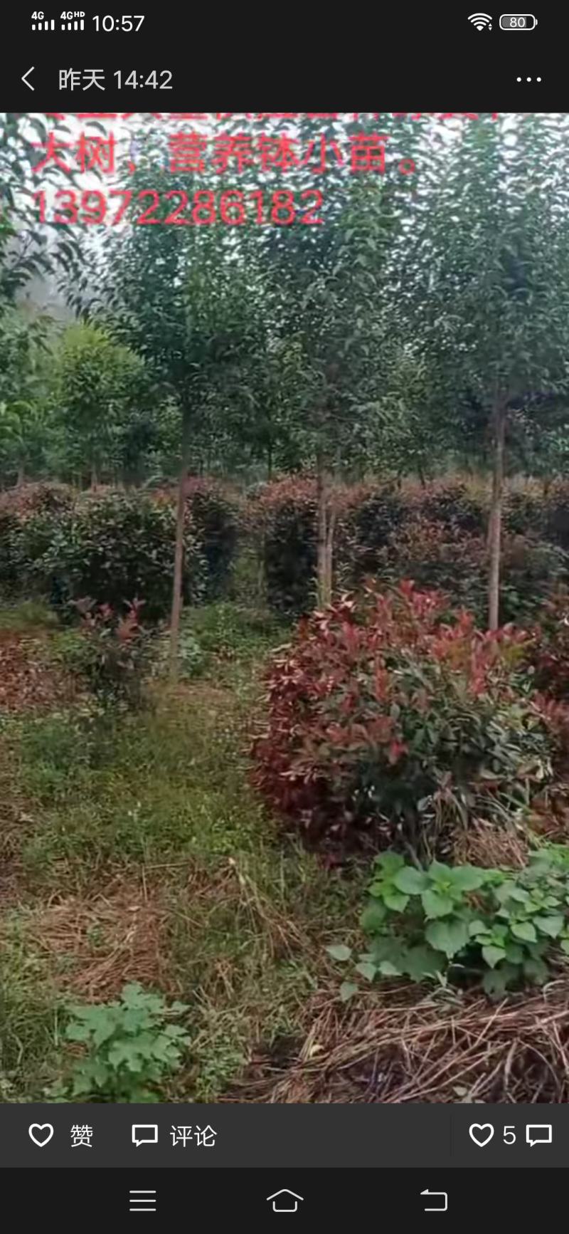绿化苗木大量供应，处理大叶女贞。