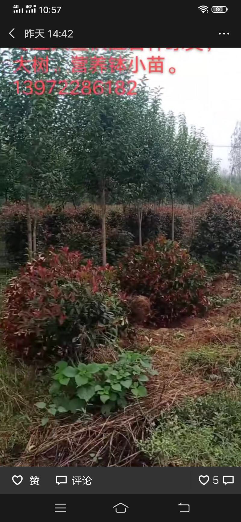 绿化苗木大量供应，处理大叶女贞。