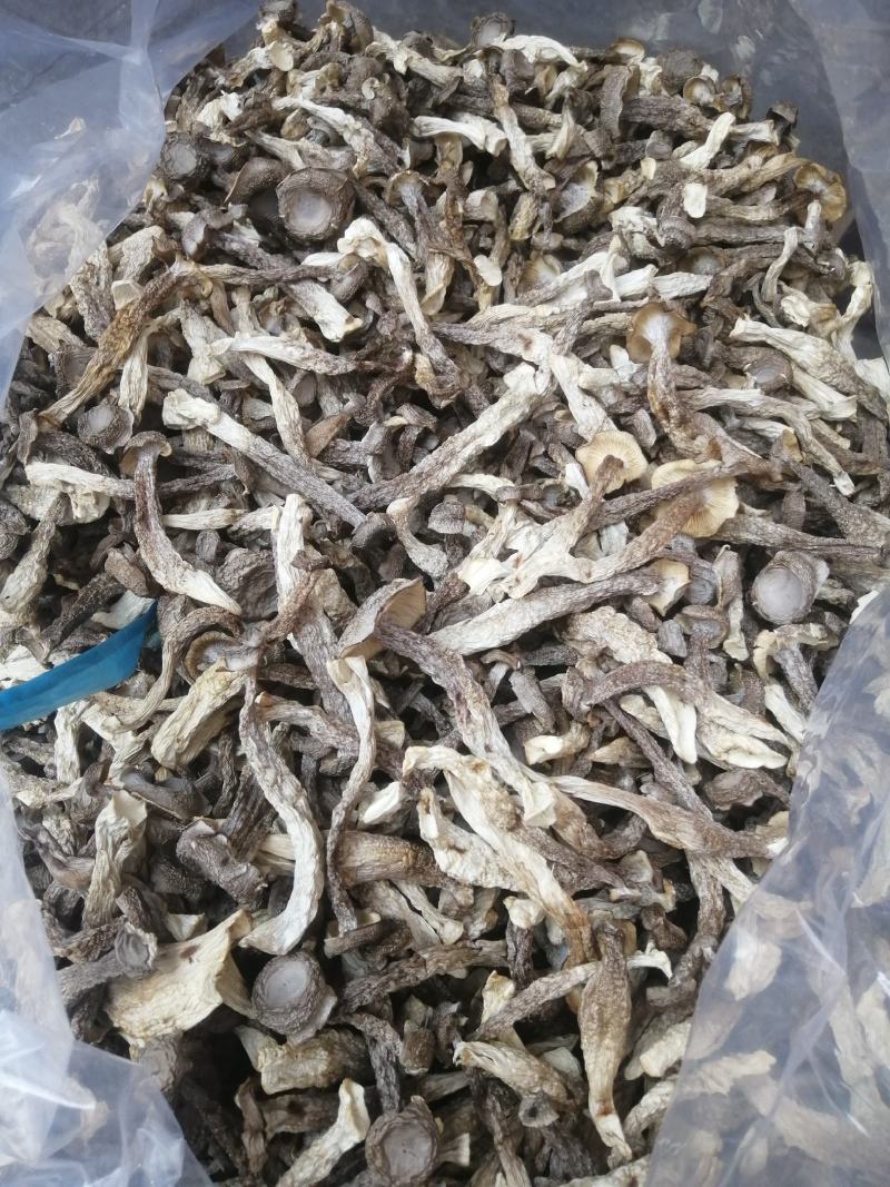 福建古田鹿茸菇食用菌，无硫，切根，精选鹿茸菇。产地直销。