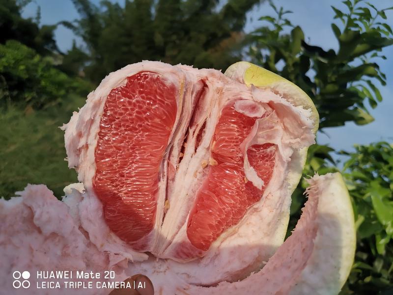 万亩老树红心柚大量上市年产2000万斤以上基地直发
