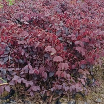 红花继木