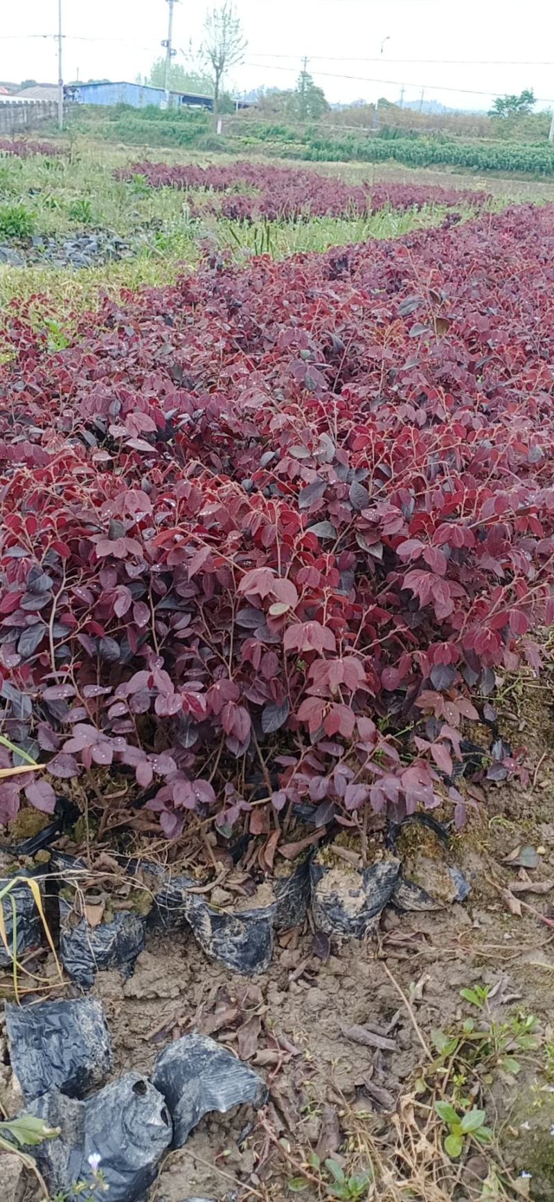 红花继木