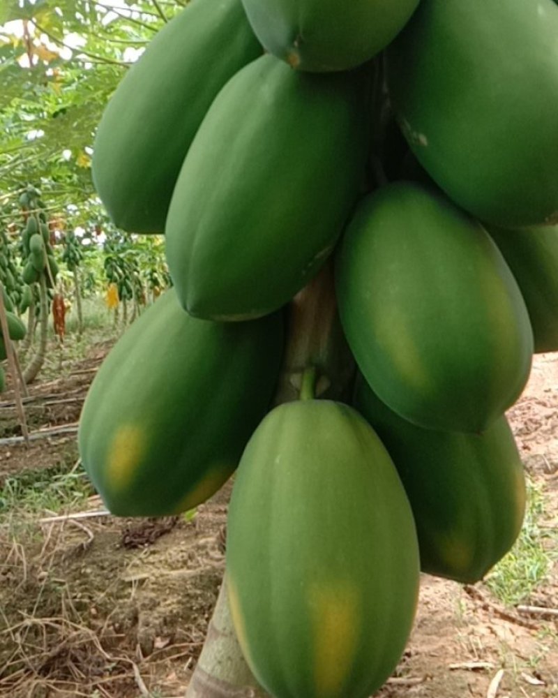木瓜