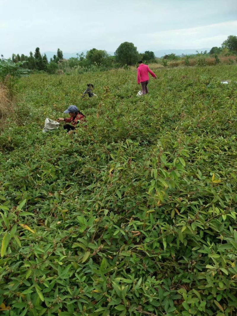 小叶千斤拔种子大量供应产地一手货源价格优惠