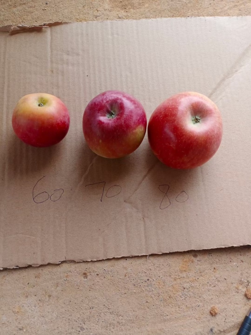 红富士🍎糖心苹果大量走货中有需要的老板赶快联系我哦