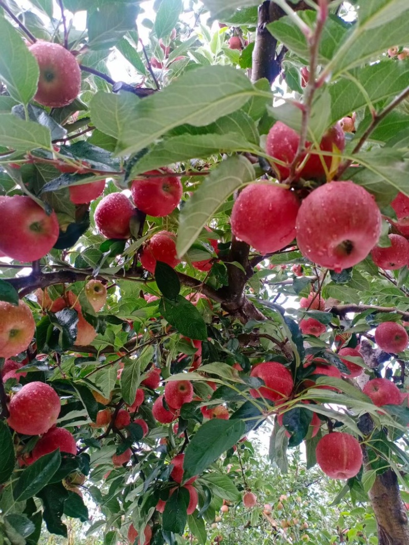 红富士🍎糖心苹果大量走货中有需要的老板赶快联系我哦