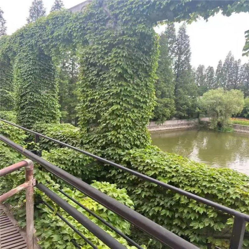 爬山虎五叶爬山虎五叶爬山虎五叶攀援花卉庭院盆栽常青藤蔓