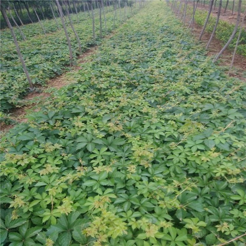 爬山虎五叶爬山虎五叶爬山虎五叶攀援花卉庭院盆栽常青藤蔓