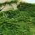 爬山虎五叶爬山虎五叶爬山虎五叶攀援花卉庭院盆栽常青藤蔓