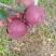 我是代办红富士🍎大量上市中有需要的老板可以联系我哦