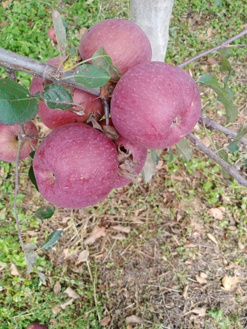 我是代办红富士🍎大量上市中有需要的老板可以联系我哦