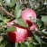 我是代办红富士🍎大量上市中有需要的老板可以联系我哦