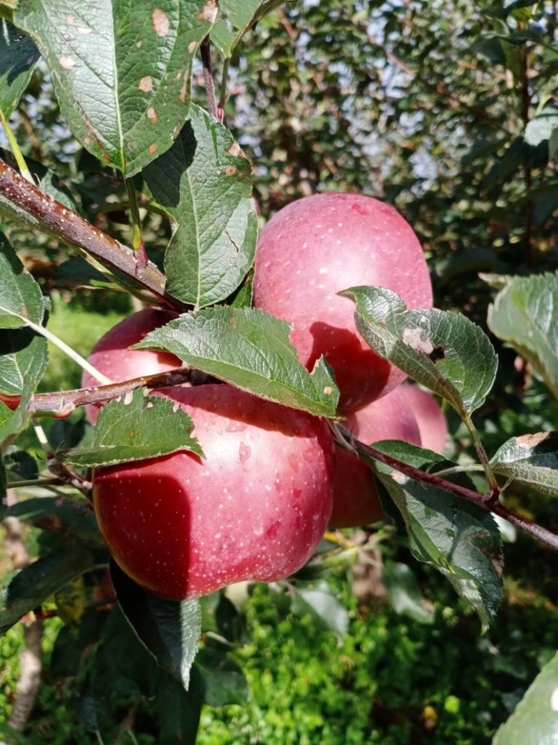 我是代办红富士🍎大量上市中有需要的老板可以联系我哦