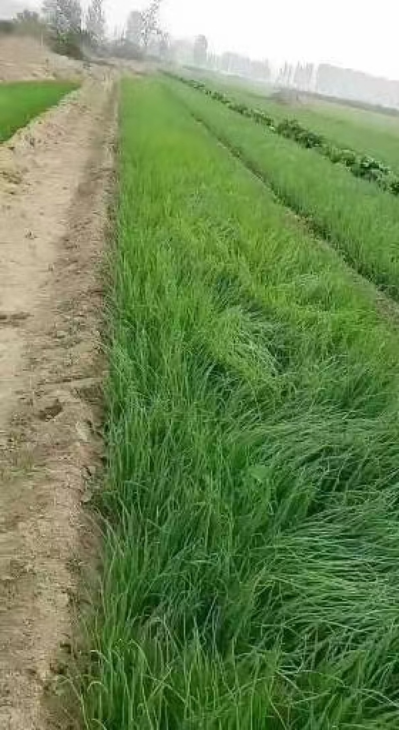 洋葱种苗：早熟高产，优质多抗。亩产超万斤，耐运输，耐贮存