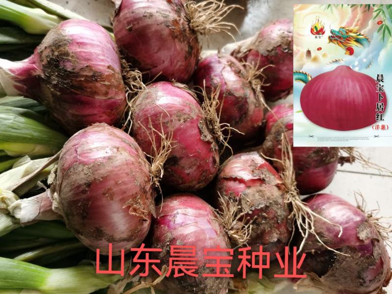 洋葱种苗：早熟高产，优质多抗。亩产超万斤，耐运输，耐贮存