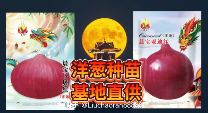 洋葱种苗：早熟高产，优质多抗。亩产超万斤，耐运输，耐贮存