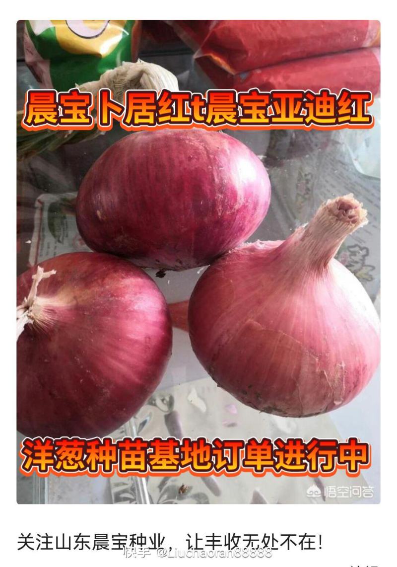洋葱种苗：早熟高产，优质多抗。亩产超万斤，耐运输，耐贮存