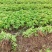 爬山虎苗爬藤植物三叶爬山虎五叶攀援花卉庭院盆栽