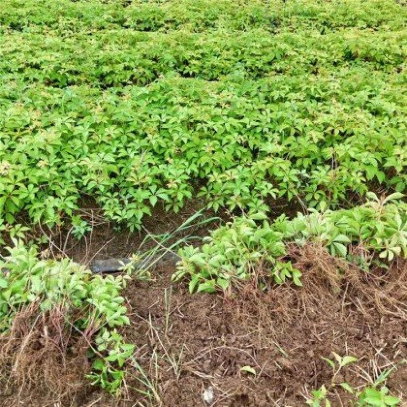 爬山虎苗爬藤植物三叶爬山虎五叶攀援花卉庭院盆栽