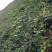 爬山虎苗爬藤植物三叶爬山虎五叶攀援花卉庭院盆栽