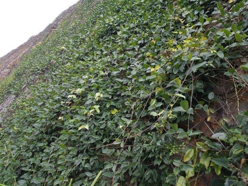 爬山虎苗爬藤植物三叶爬山虎五叶攀援花卉庭院盆栽