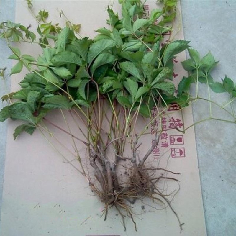 爬山虎苗爬藤植物三叶爬山虎五叶攀援花卉庭院盆栽