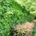 爬山虎苗爬藤植物三叶爬山虎五叶攀援花卉庭院盆栽