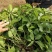 爬山虎苗爬藤植物三叶爬山虎五叶攀援花卉庭院盆栽