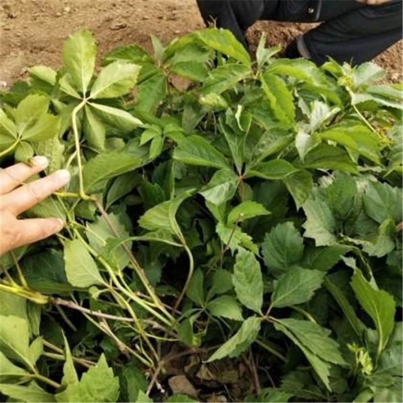 爬山虎苗爬藤植物三叶爬山虎五叶攀援花卉庭院盆栽