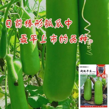 鼎牌超级早生瓠瓜种子，特早熟，短棒型，细腻清爽