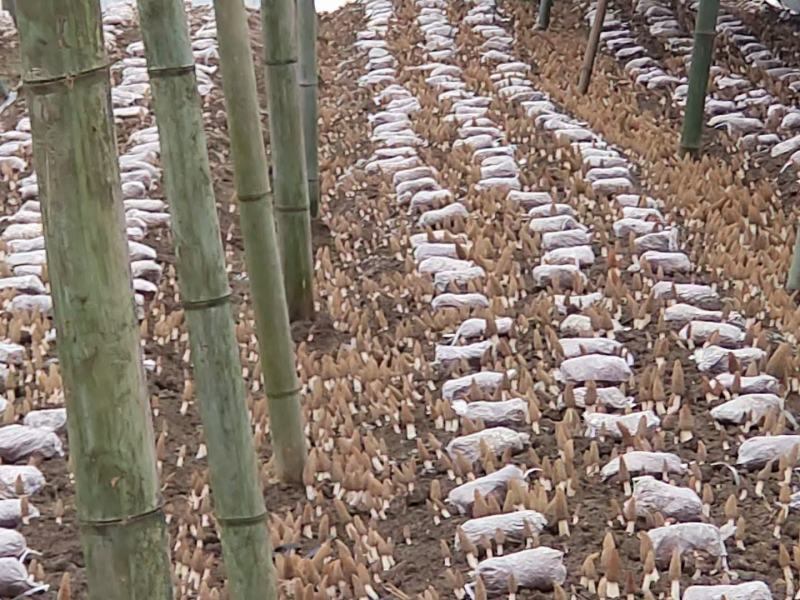 羊肚菌菌种贵州，科院级产品值得信赖，本公司菌种稳定7年