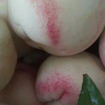 白桃(不发快递！不发快递！)