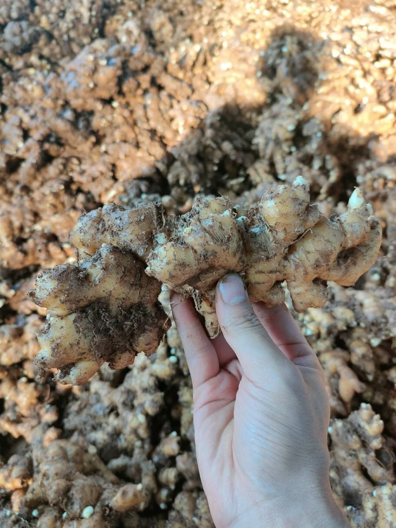 云南罗平小黄姜自产自销供应商量大更加优惠欢迎来电