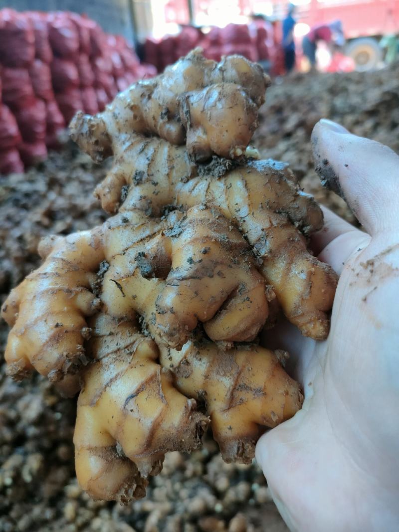 云南罗平小黄姜自产自销供应商量大更加优惠欢迎来电