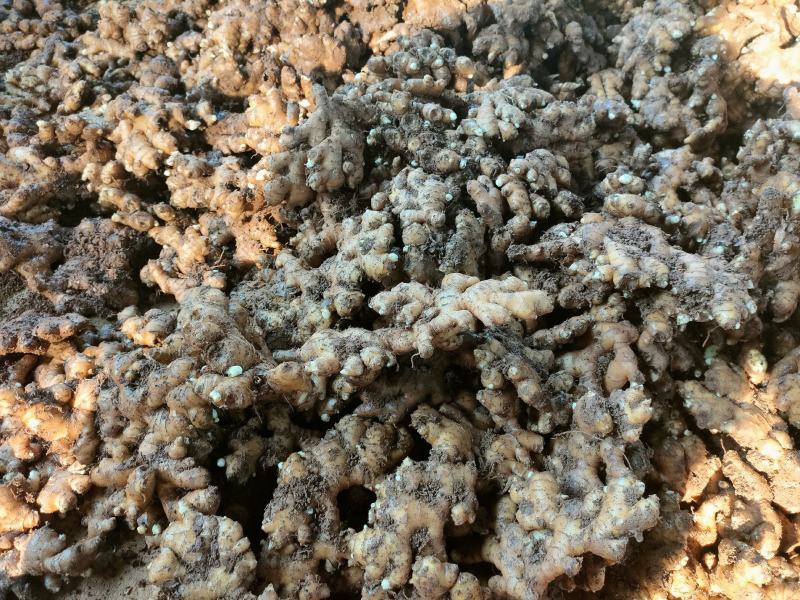 云南罗平小黄姜自产自销供应商量大更加优惠欢迎来电