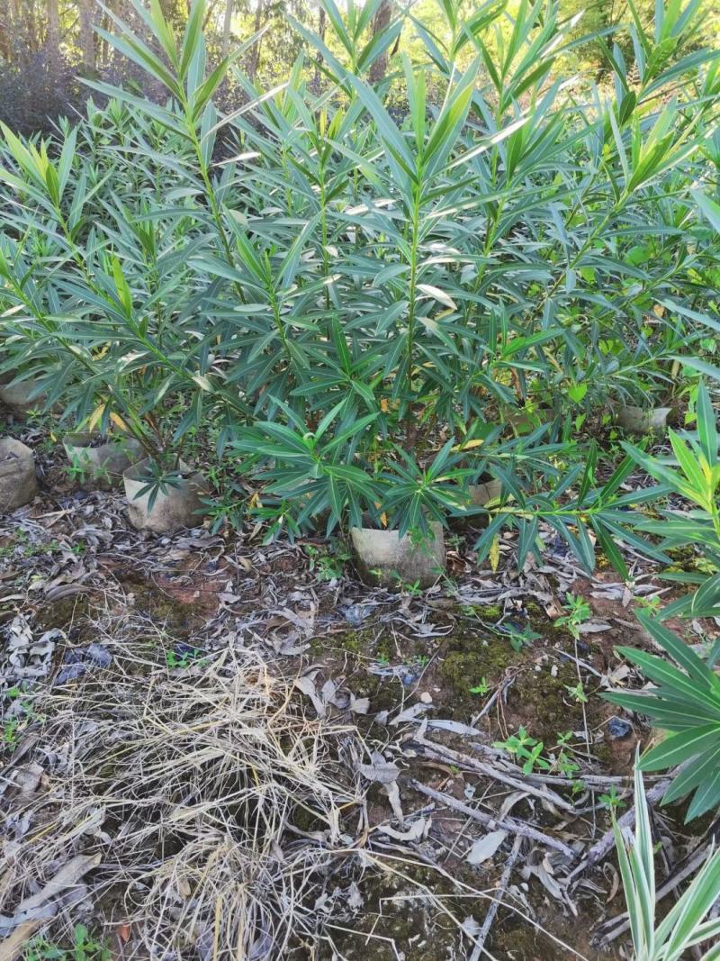 夹竹桃七八百株，蜘蛛兰二十万株低价处理，有意者请联系