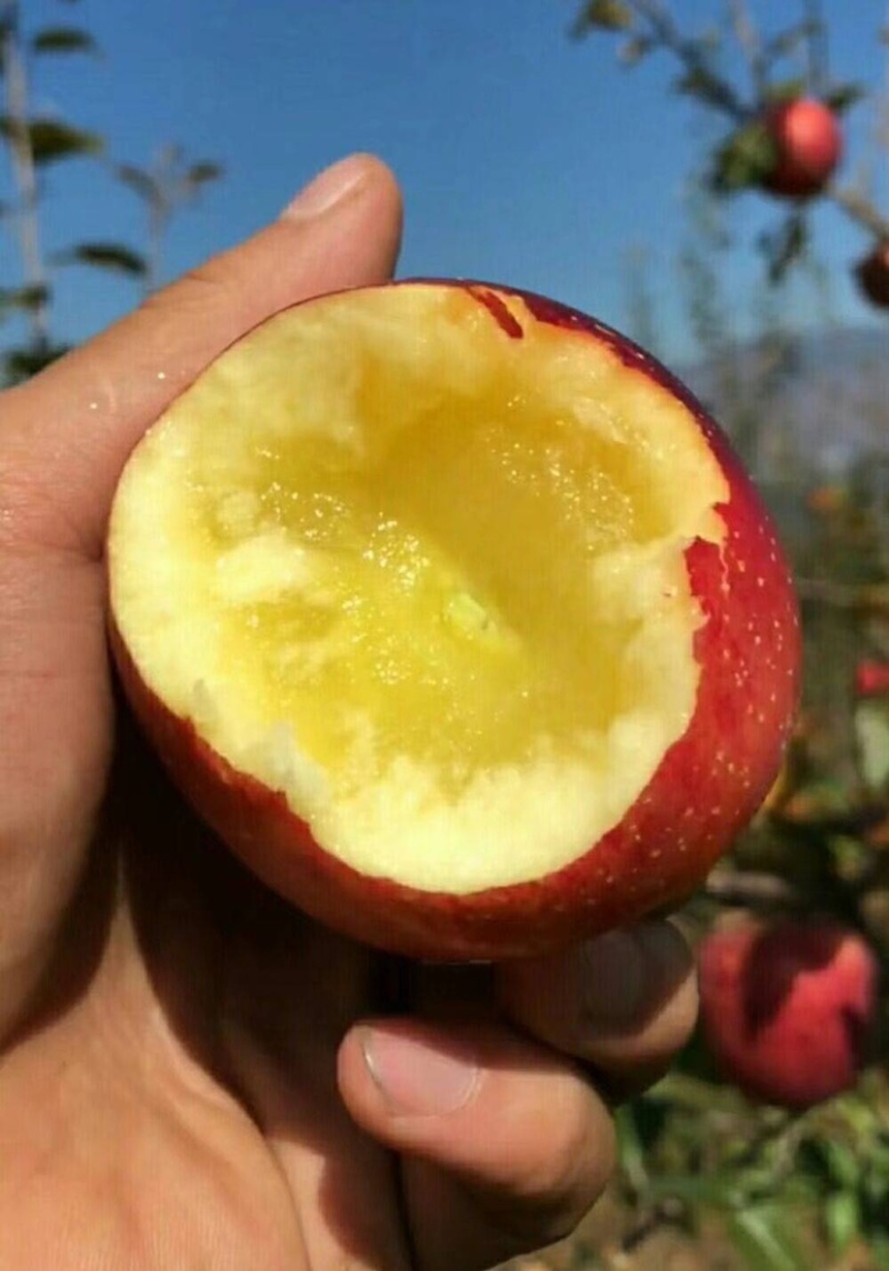 苹果昭通丑苹果冰糖心