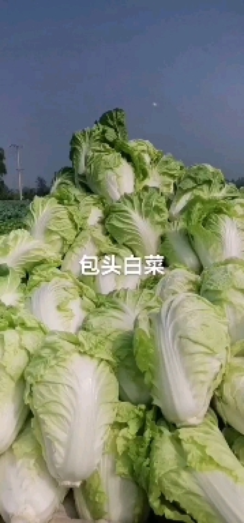 包头白菜