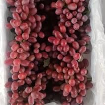 云南大理宾川克伦生葡萄大量上市，欢迎各地客户订购。