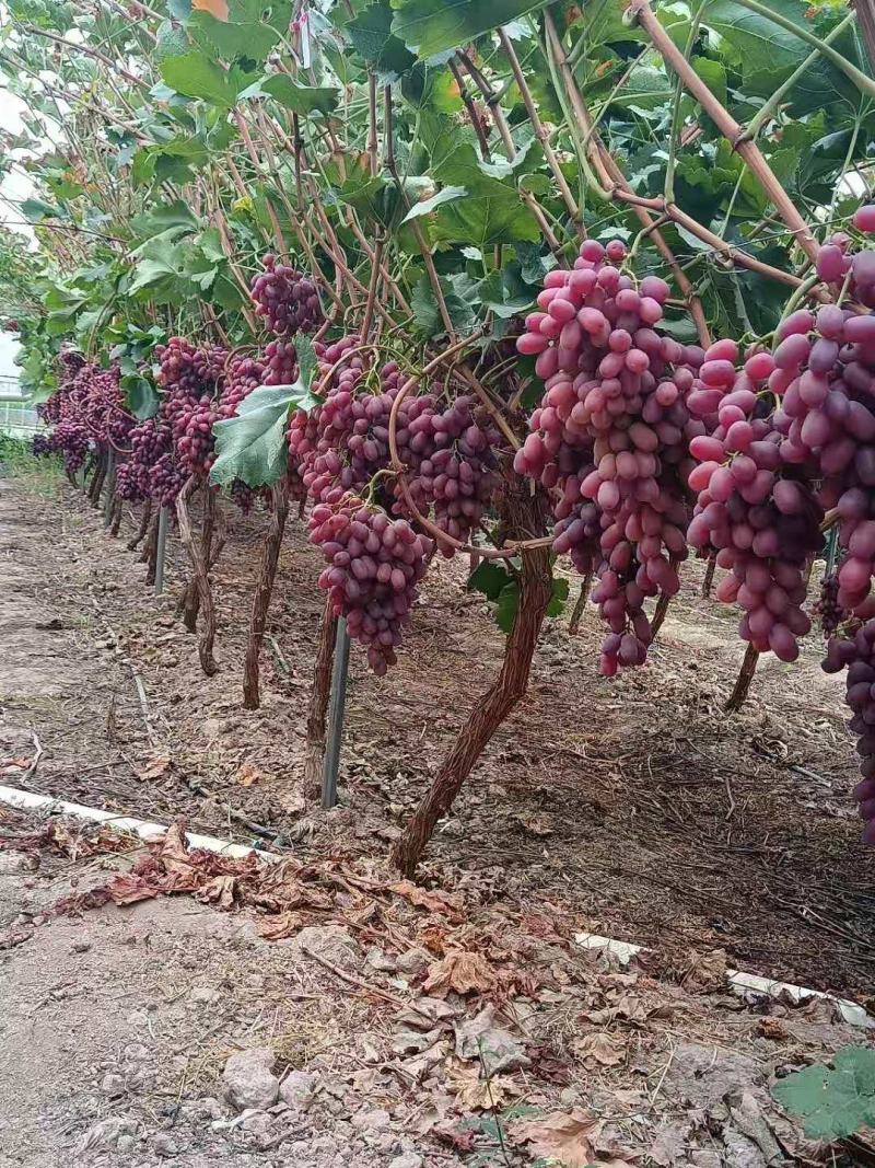 云南大理宾川克伦生葡萄大量上市，欢迎各地客户订购。