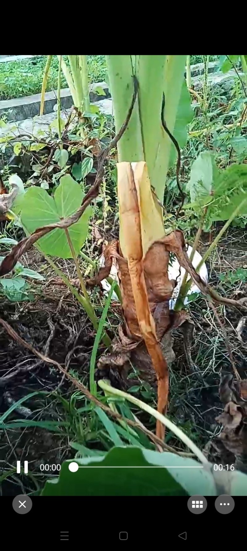大量芋头准备出售