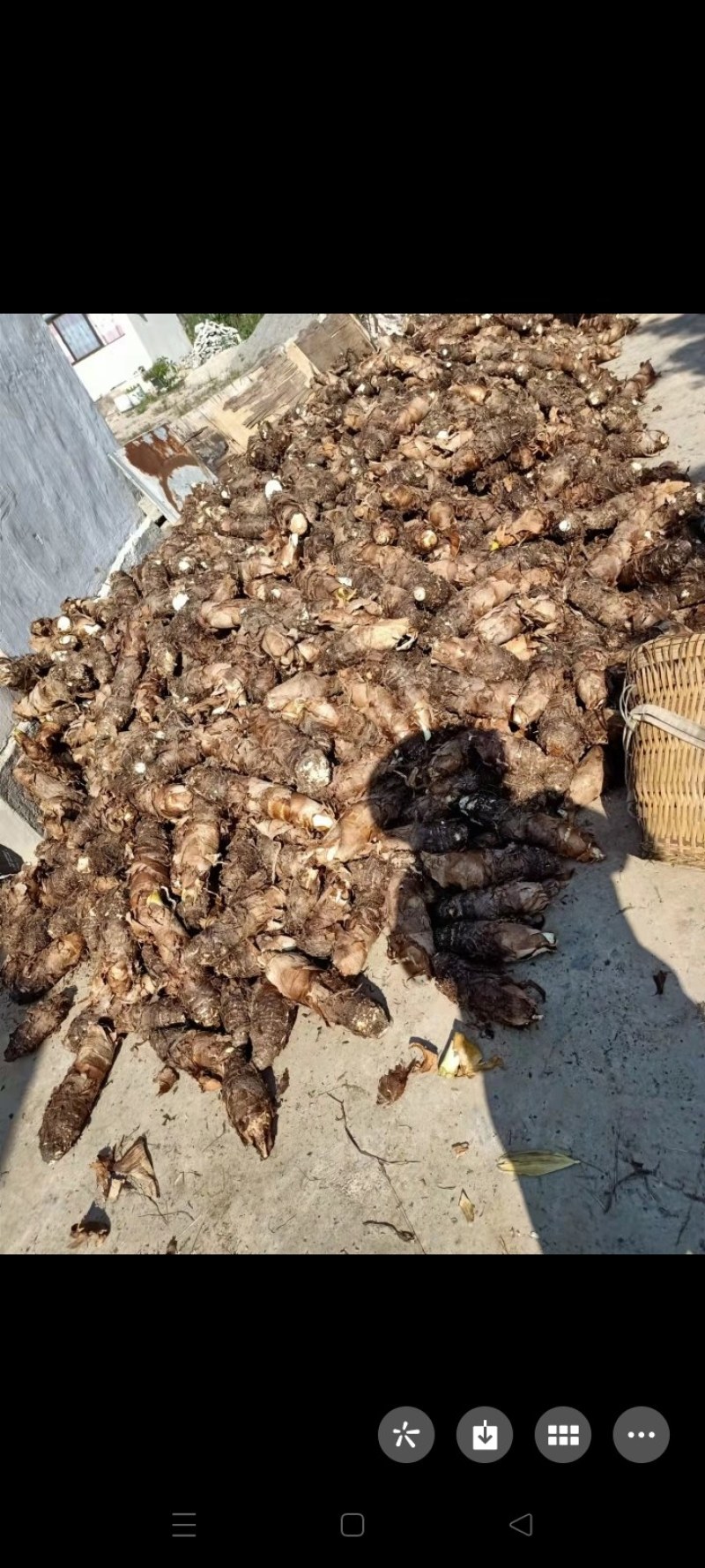 大量芋头准备出售