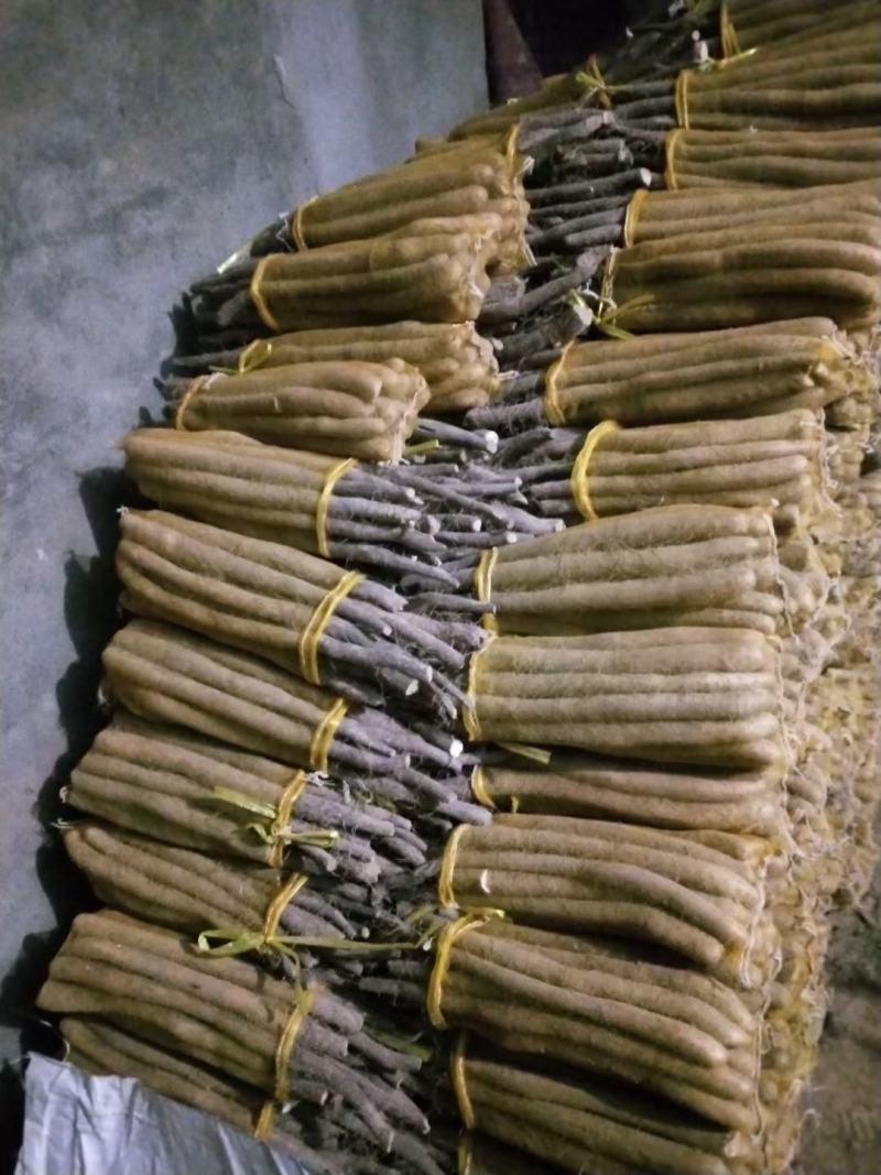 假铁棍山药