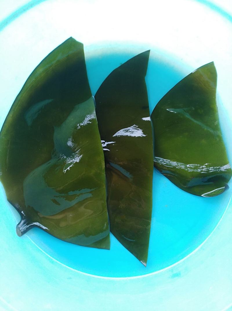 半干20公分海带头：实惠好吃肉感足，1：3泡发