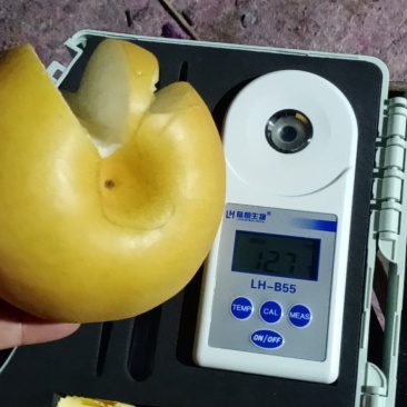 新高梨，产地莱西，莱阳大量现货，欢迎各地老板前来选购