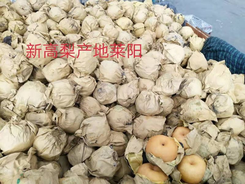 新高梨，产地莱西，莱阳大量现货，欢迎各地老板前来选购