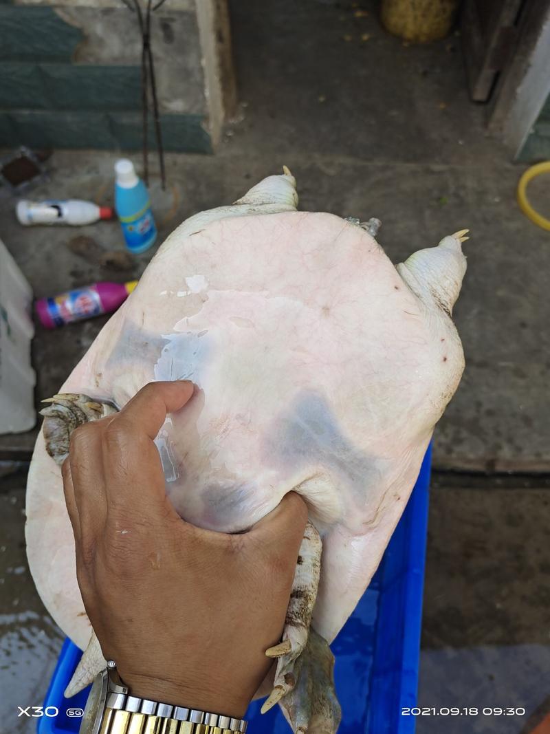 3到4斤，纯外塘老公甲鱼，起步3年以上，够老，需要高压锅