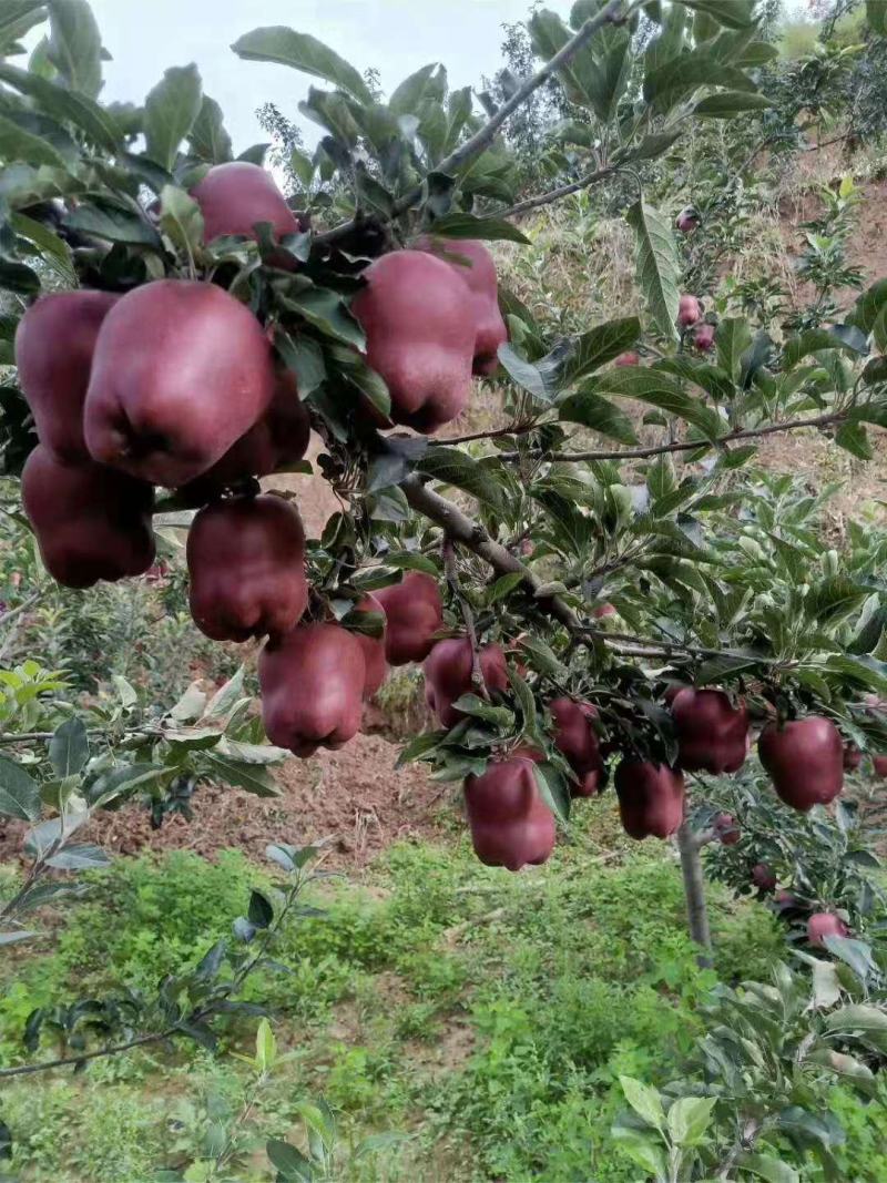 甘肃苹果精品花牛蛇果大量上市货源充足价格美丽欢迎来电